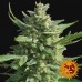 Critical Kush - Barney's Farm